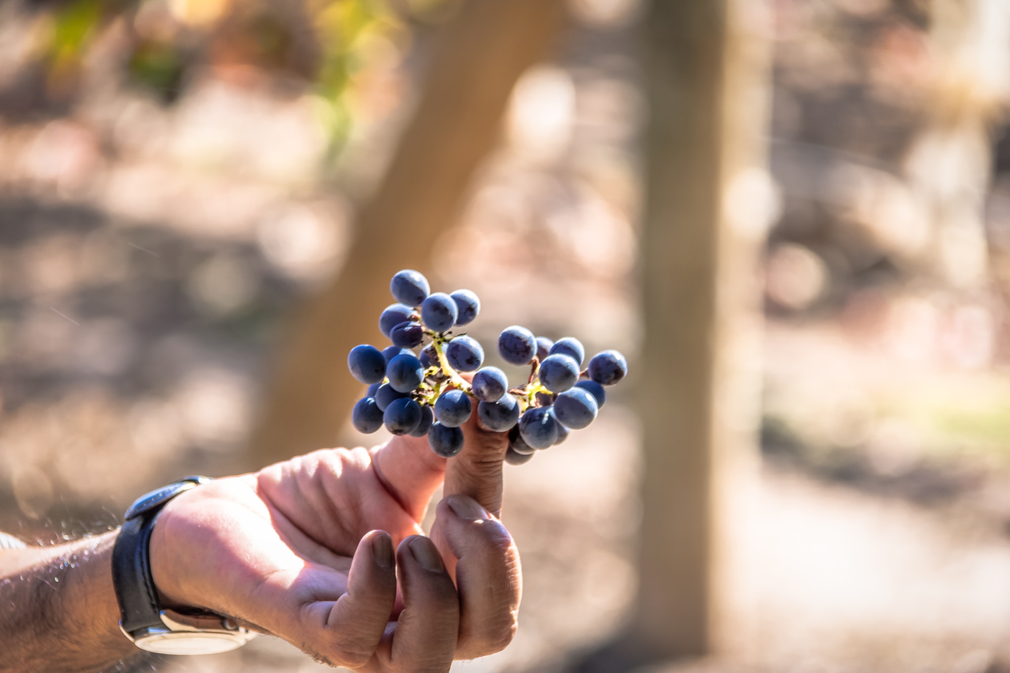 Grapes in a Chilean Vineyard - Santiago, Chile